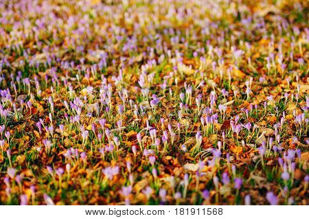 Many crocuses in dry autumn leaves. A field of crocuses in yellow leaves on the ground in the urban park of Cetinje, Montenegro.