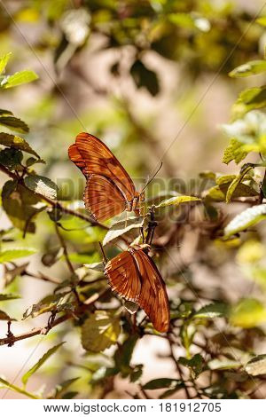Julia Longwing Butterfly, ‎dryas Iulia