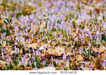 Many crocuses in dry autumn leaves. A field of crocuses in yellow leaves on the ground in the urban park of Cetinje, Montenegro.