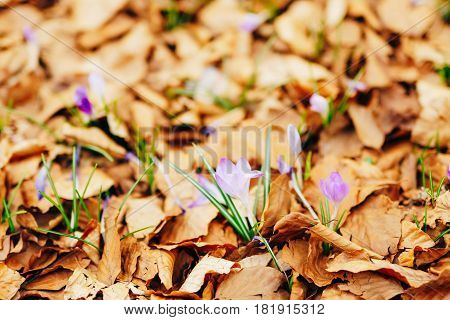 Many crocuses in dry autumn leaves. A field of crocuses in yellow leaves on the ground in the urban park of Cetinje, Montenegro.
