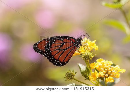 Queen Butterfly, Danaus Gilippus