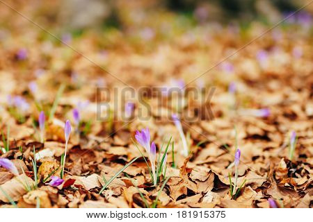 Many crocuses in dry autumn leaves. A field of crocuses in yellow leaves on the ground in the urban park of Cetinje, Montenegro.