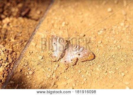 White Peacock Butterfly, Anartia Jatrophae