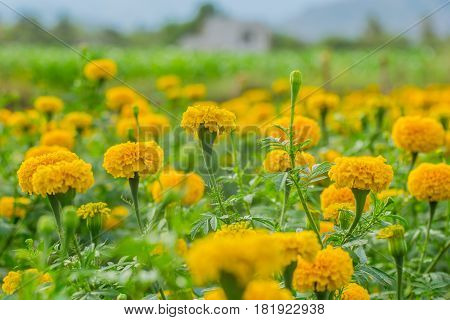 Yellow marigold flowers in the garden (Calendula)