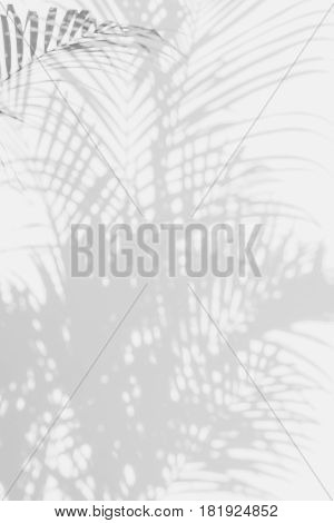 abstract background of shadows palm leaves on a white wall. White and Black