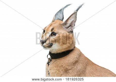 Beautiful caracal lynx 6 months old kitten in leather collar sitting on white background. Isolated. Studio shot. Copy space.