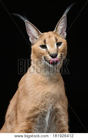 Beautiful caracal lynx 6 months old kitten sitting on black background. Studio shot. Copy space.