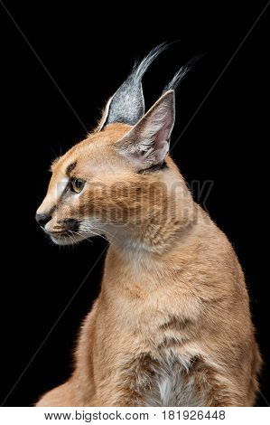 Beautiful caracal lynx 6 months old kitten sitting on black background. Studio shot. Copy space.