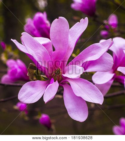decoration of few magnolia flowers. Magnolia. Magnolia flower spring branch. decoration of few magnolia flowers.