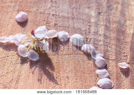 Part of heart shape made of light pink cherry petals on cracked wooden background