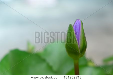 Beautiful purple lotus flower in the garden