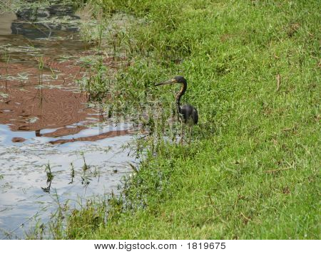 Camaflougued Heron