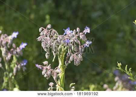 Flower Of Borago