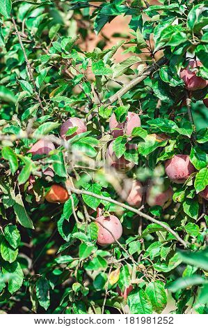 Ripe apple on the branch. summer harvest of apples.