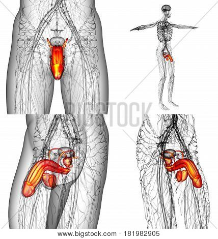 3D Rendering Illustration Of The Male Reproductive System
