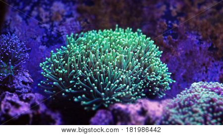 Euphyllia torch LPS coral in reef aquarium tank