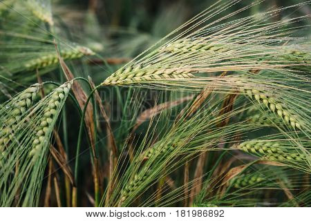 Macro photo of green wheat spikelet at sunset. Wheat field at sunrise.