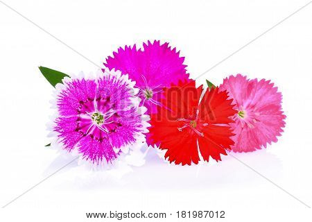 dianthus flowerchina Pink Indian Pink isolated on white background