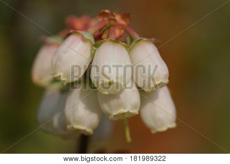 Blossom of blueberry, Vaccinium myrtillus, flowers of springtime