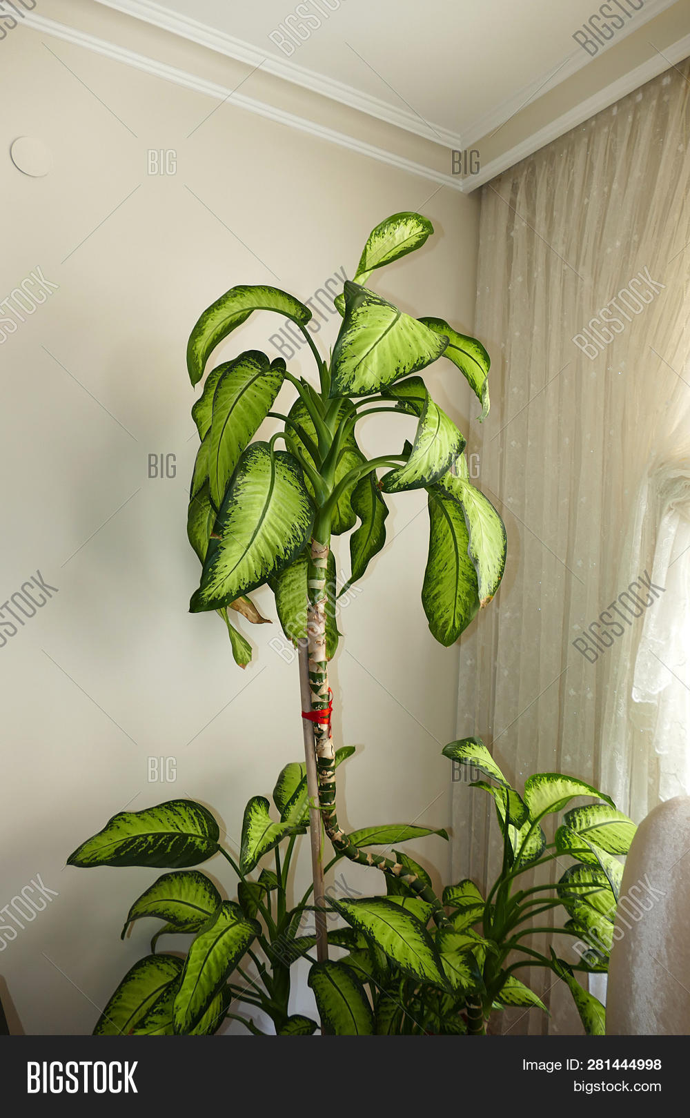 Dieffenbachia Flower, Image & Photo (Free Trial) | Bigstock