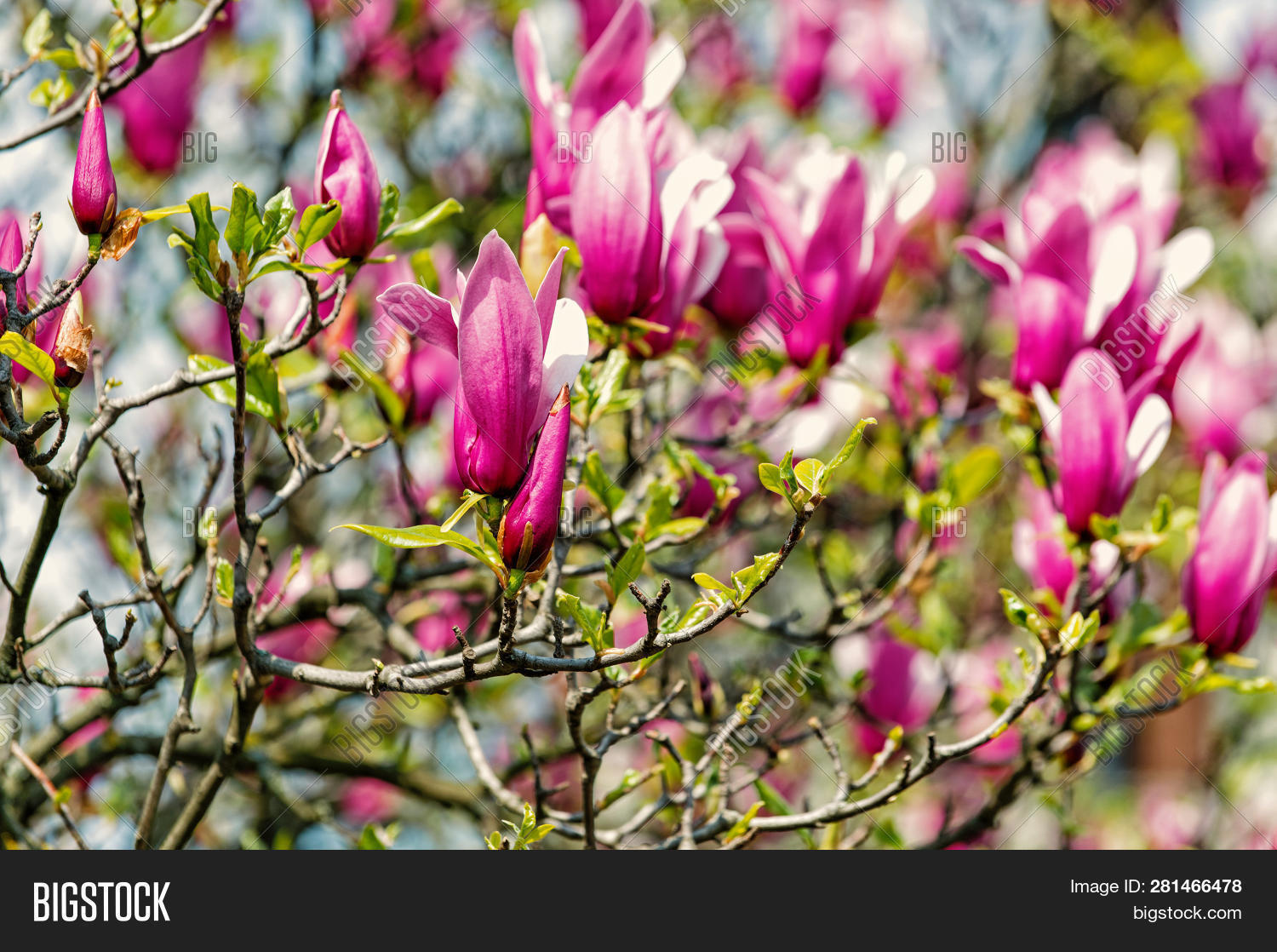 Magnolia Tree Image U0026 Photo Free Trial
