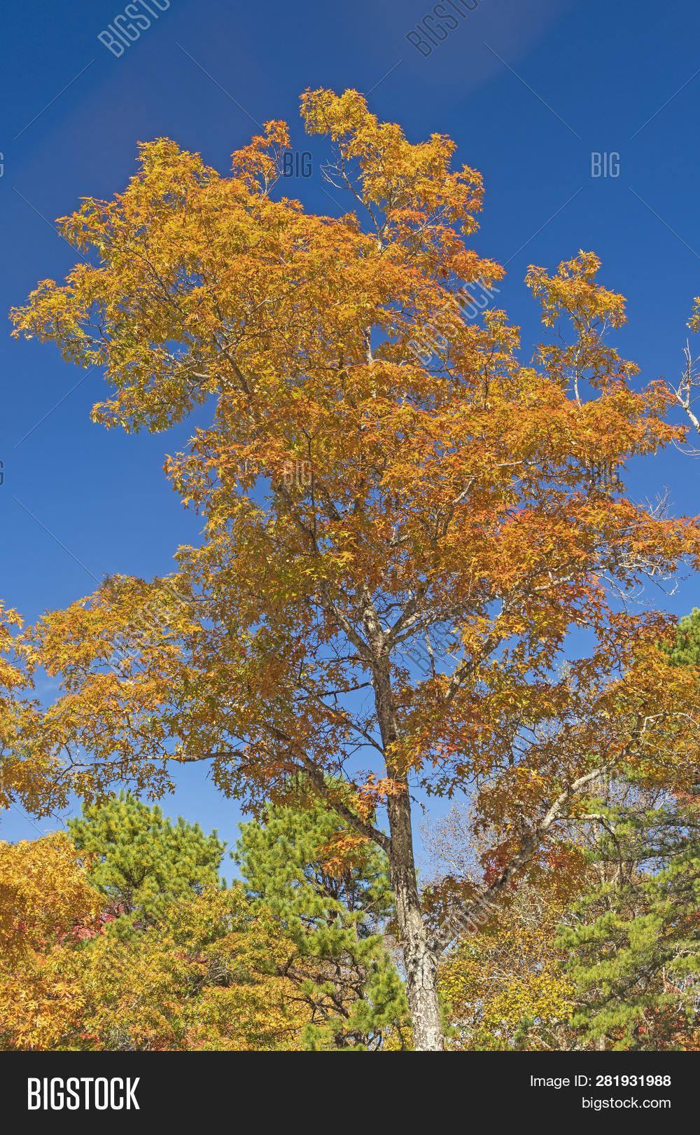 Oak Tree Fall Colors Image & Photo (Free Trial) | Bigstock