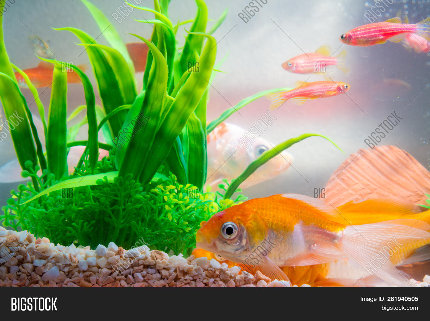 Little Fish Fish Tank Image & Photo (Free Trial) Bigstock