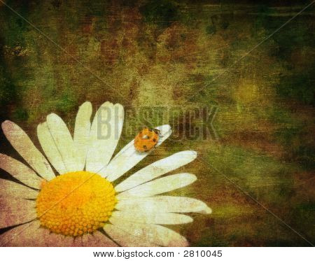Grunge immagine di una coccinella arrampicata Cammomile fiore