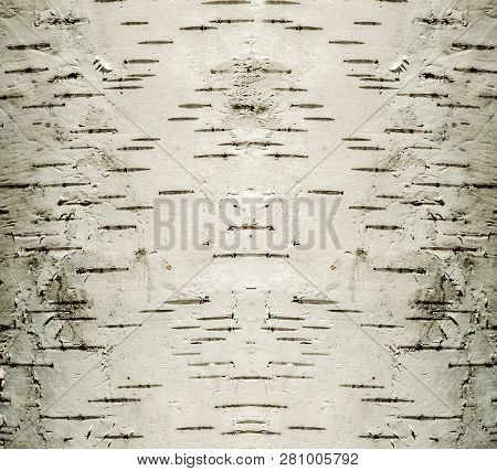 Background Natural Surface Cortex Tree Birch Wood