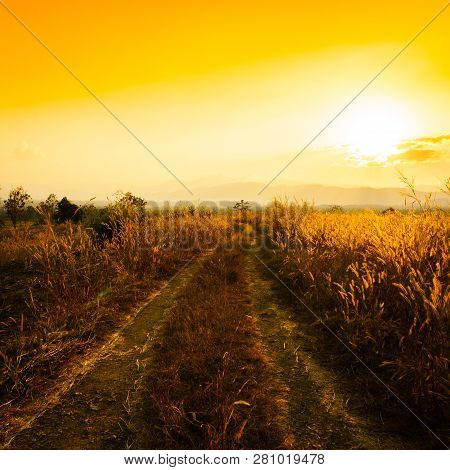 Rural Road At Sunset On High Mountains.
Golden Sun And Light Through Grass Desho Grass.