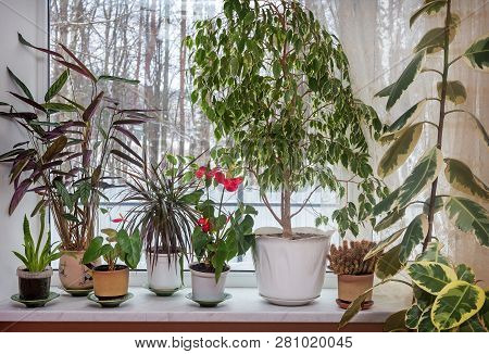 Variety Of Indoor Plants On The Windowsill