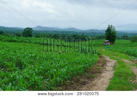 Road And Corn In The Rainy Season.agriculture In The Rainy Season And Corn In The Farm.