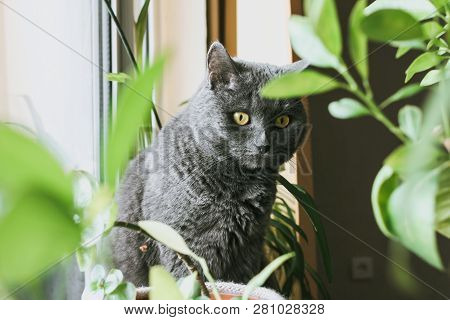 The Chartreux Blue Cat. Beautiful Cat Sitting On The Windowsill With Flowers.