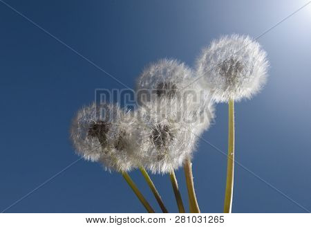 Aerial Dandelions In The Blue Sky In The Daytime