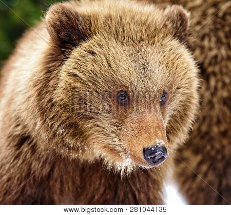 Beautiful Close Up Portrait Of The Brown Bear Cub (ursus Arctos)