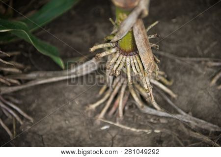 The Roots At The Base Of A Corn Stalk On A Fall Day.