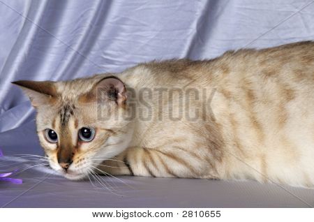 Bengal Cat