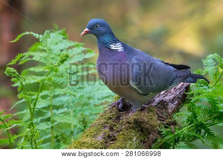 Common Wood Pigeon Sits On Old Stug With Moss And Ferns In Forest