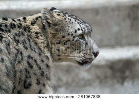 Snow Leopard - A Big Wild Cat.