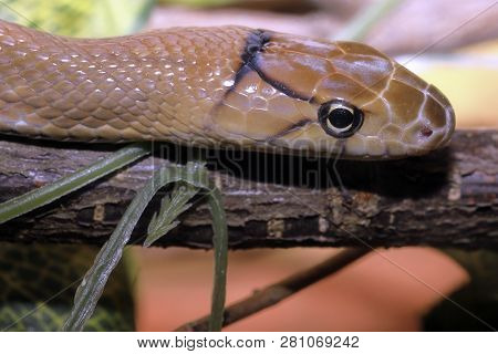 Copper-headed Elaphe Snake (coleognathus Radiatus) Agressive But Not Poisonous
