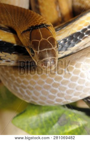 Copper-headed Elaphe Snake (coleognathus Radiatus) Agressive But Not Poisonous