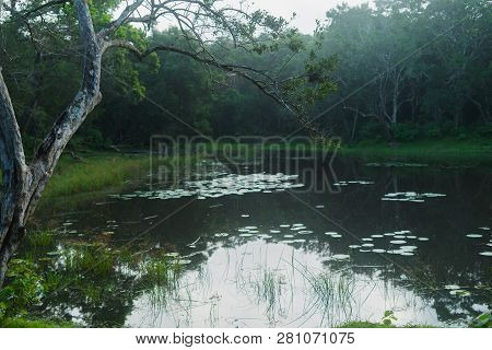 Lake Dawn Water Lily National Park Wilpattu