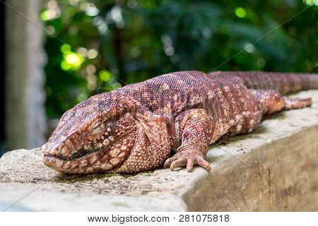 Reg Tegu With Eye Closed At Zoo In Yucatan, Mexico