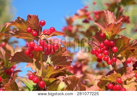 Top Of Viburnum Bush With Lot Of Hanging Ripe Red Berries And Green Leaves Over Clear Blue Cloudless