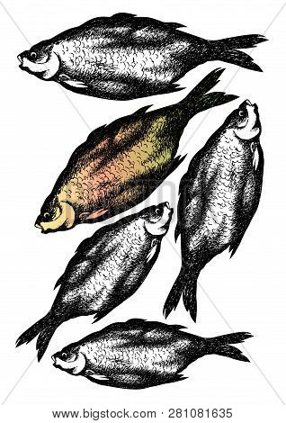Stock Fish Hand Drawn Illustration. Artwork Sketch.