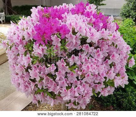 Globular Lily Flower Tree In Bloom