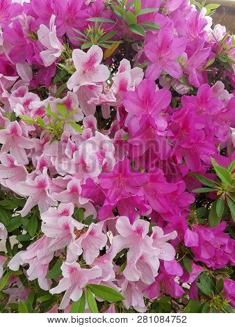 Lily Flower Tree In Bloom
