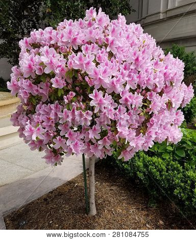 Globular Lily Flower Tree In Bloom