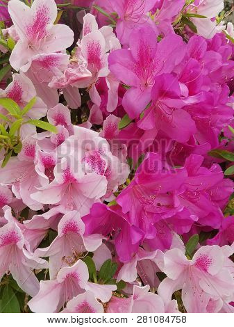 Lily Flower Tree In Bloom