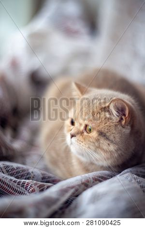 Temperamental British Domestic Cat Looks At Windows And Lies On Curtains With Blurred Bachground. So